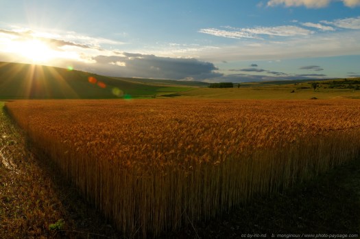 découvrez la magie des rayons du soleil, une source de lumière et de chaleur qui illumine nos journées. plongez dans l'univers fascinant des effets du soleil sur la nature, la santé et le bien-être.