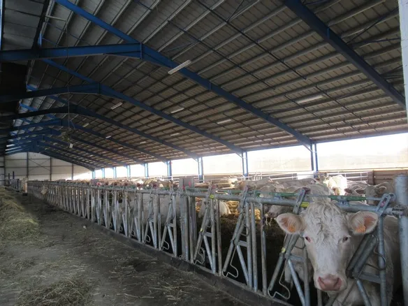 découvrez tout sur la stabulation pv : une méthode innovante pour optimiser l'élevage bovin, améliorer le bien-être animal et augmenter la productivité. informez-vous sur les avantages, les techniques et les meilleures pratiques associés à cette approche moderne.