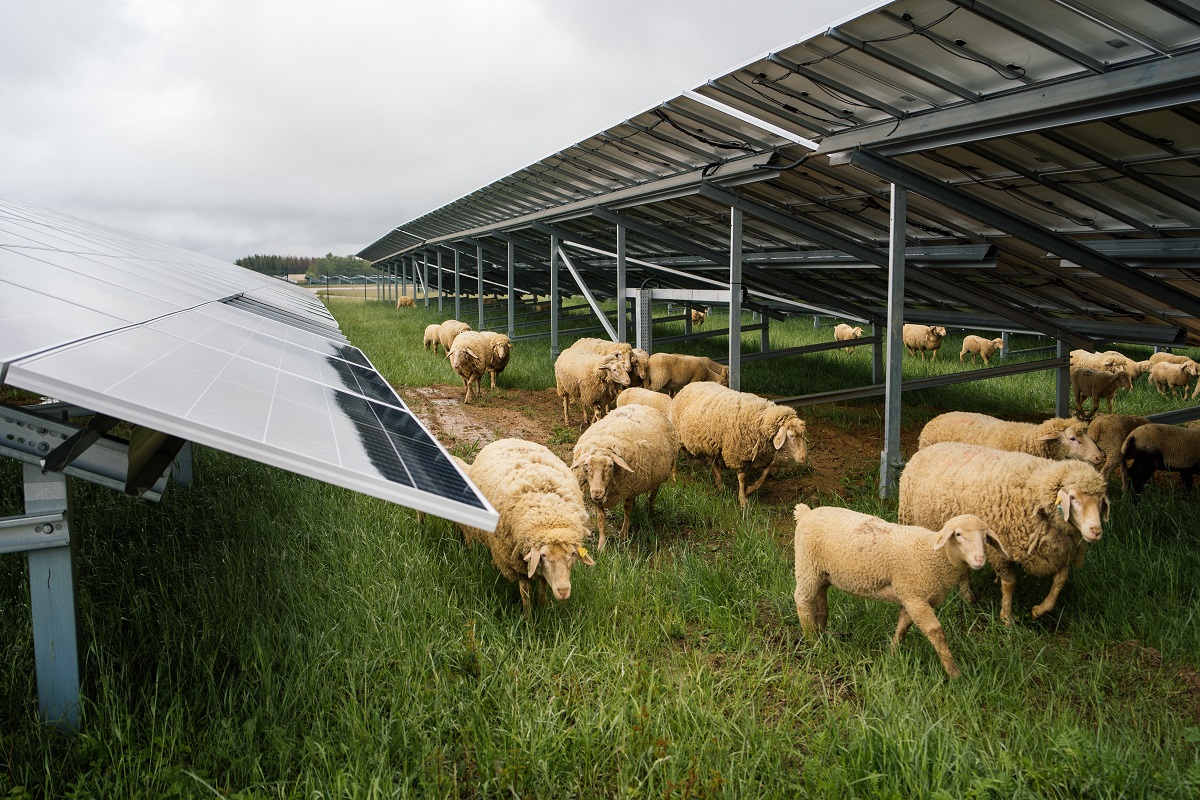 découvrez les avantages des terres agricoles photovoltaïques, un mariage innovant entre agriculture et énergie renouvelable. apprenez comment l'exploitation de ces surfaces peut contribuer à la transition énergétique tout en préservant la biodiversité et en soutenant les agriculteurs.