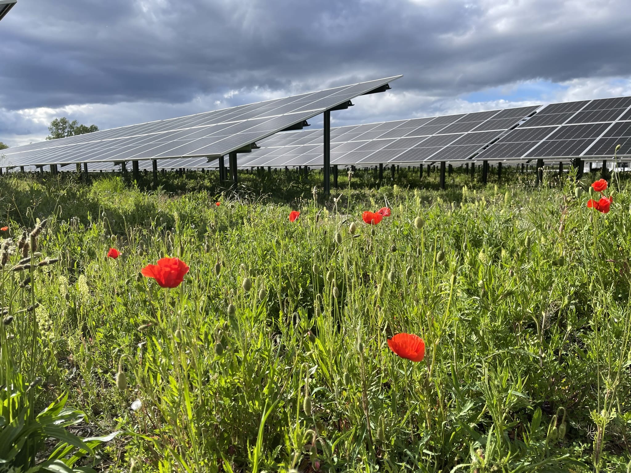 découvrez nos offres de vente de fermes solaires. investissez dans l'énergie renouvelable et bénéficiez de rendements attractifs tout en contribuant à la protection de l'environnement. profitez d'un savoir-faire expert et d'une technologie de pointe pour maximiser votre projet solaire.