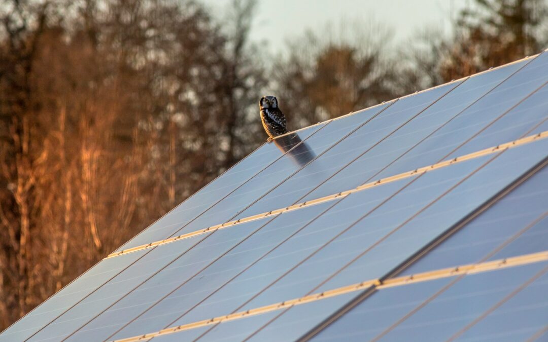 découvrez les dernières actualités sur le photovoltaïque : innovations technologiques, tendances du marché et impacts environnementaux. restez informé sur les avancées de l'énergie solaire et son rôle croissant dans la transition énergétique.