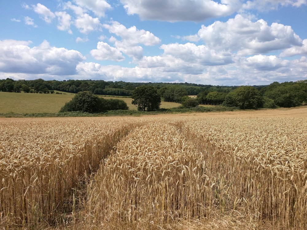 découvrez l'univers de l'agriculture, ses méthodes durables, ses innovations technologiques et son impact sur l'environnement. explorez comment cette industrie essentielle évolue pour nourrir notre planète.