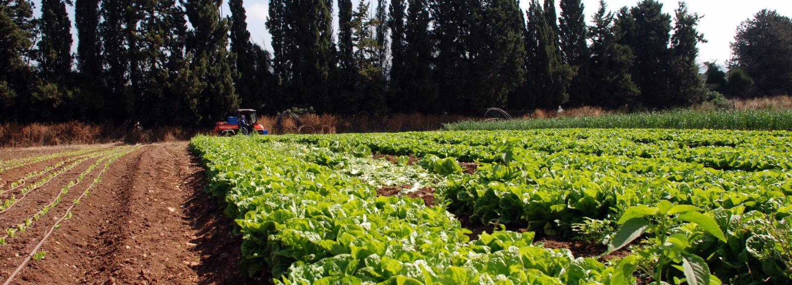 découvrez le monde de l'agriculture, ses techniques innovantes, ses enjeux environnementaux et son impact sur l'économie. explorez comment l'agriculture durable façonne notre avenir food.