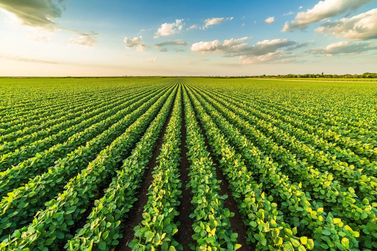 découvrez le monde fascinant de l'agriculture, ses pratiques innovantes, ses défis et son impact sur notre société. explorez les techniques durables, la sécurité alimentaire et l'avenir de l'agriculture face au changement climatique.