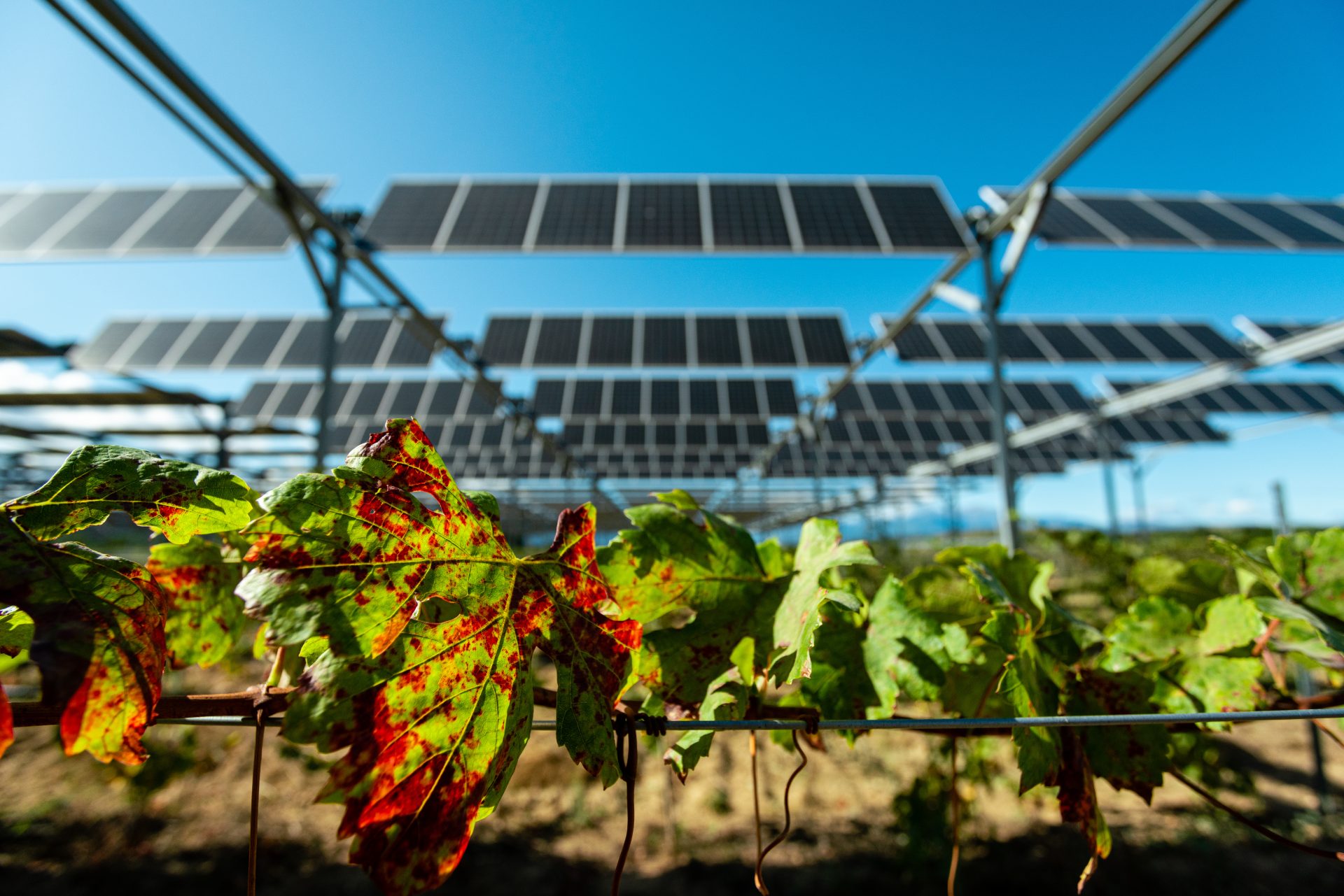 découvrez l'agrivoltaïsme, une solution innovante qui combine agriculture et énergie solaire. apprenez comment cette pratique durable optimise l'utilisation des terres tout en produisant de l'énergie renouvelable et en préservant les cultures.