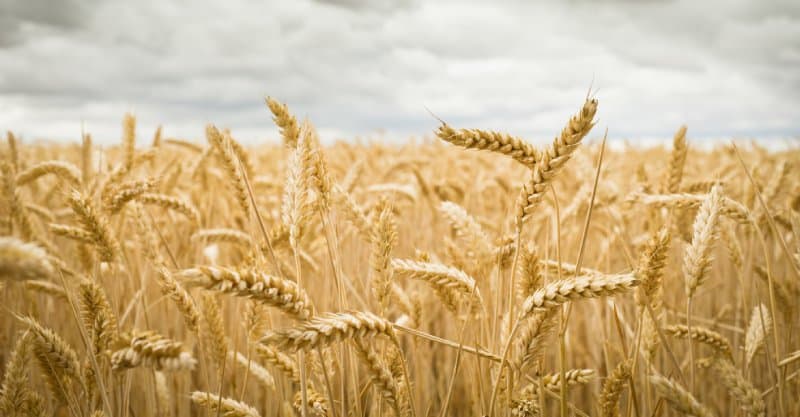 découvrez notre article dédié aux champs : explorez leur beauté naturelle, les différentes variétés, ainsi que les activités que l'on peut y pratiquer. plongez dans l'univers des paysages verdoyants et apprenez à apprécier la sérénité qu'ils offrent.