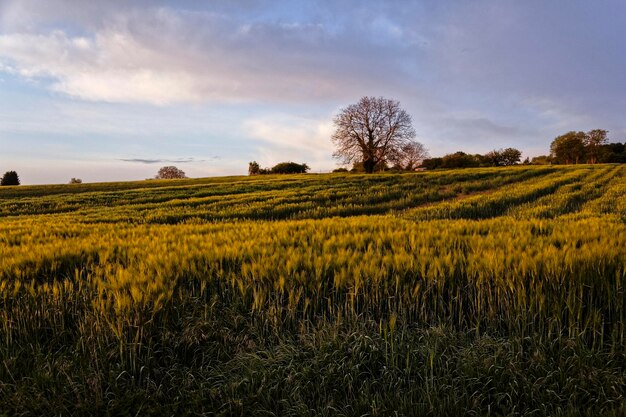 découvrez l'univers des champs : une exploration des paysages verdoyants, des cultures florissantes et des trésors naturels qui enrichissent notre environnement. plongez dans la beauté et la diversité des champs à travers nos articles captivants.