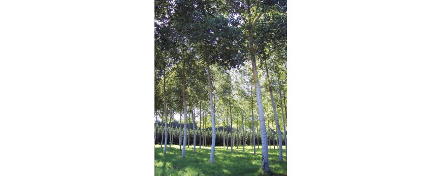 découvrez notre service de commande de peupliers, une solution idéale pour vos projets d'aménagement paysager. profitez de conseils experts et d'une large sélection d'arbres de qualité pour embellir votre jardin. commandez en ligne dès aujourd'hui et bénéficiez d'une livraison rapide !