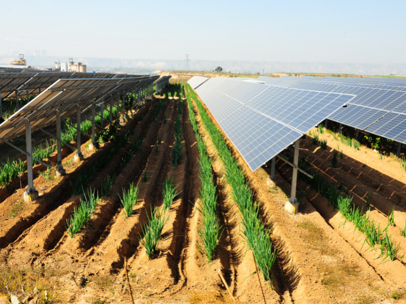 découvrez comment les panneaux solaires agricoles transforment l'agriculture durable en offrant des solutions d'énergie renouvelable. optimisez vos récoltes tout en réduisant vos coûts énergétiques grâce à des systèmes solaires adaptés aux exploitations agricoles.